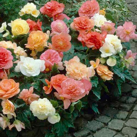 Unbranded Begonia Parisienne Plants Pack of 30 Garden