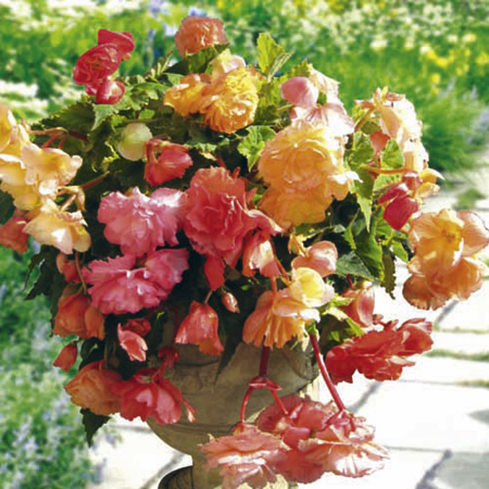 Unbranded Begonia Parisienne Trailing Plants Pack of 16