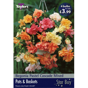 Unbranded Begonia Pastel Cascade Mixed Bulbs