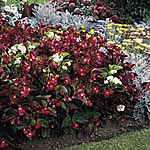 Unbranded Begonia Peek A Boo Mixed F2 Seeds 145020.htm