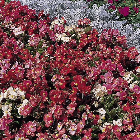 Unbranded Begonia Peek A Boo Mixed F2 Seeds Average Seeds