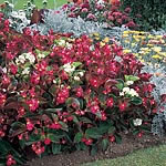Unbranded Begonia Peek A Boo Mixed F2 Seeds