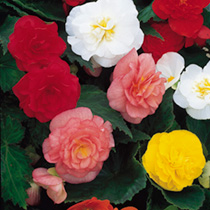 Unbranded Begonia Pellets - Non-Stop Mixed F1