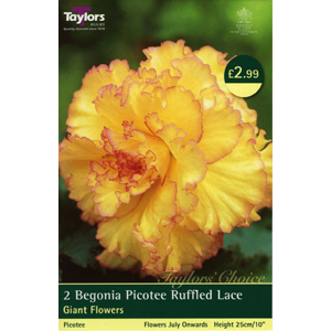 Unbranded Begonia Picotee Ruffled Lace Bulbs