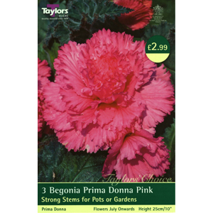 Unbranded Begonia Pink Prima Donna Bulbs