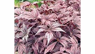 Unbranded Begonia Plant - Benichoma