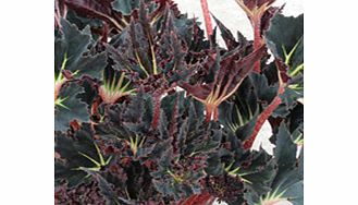 Unbranded Begonia Plant - Black Fang