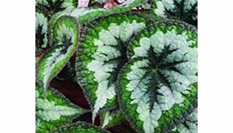 Unbranded Begonia Plant - Emerald Giant