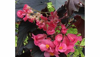 Unbranded Begonia Plant - Flo Belle Moseley