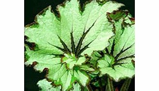 Unbranded Begonia Plant - Green Gold