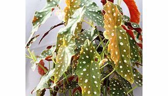 Unbranded Begonia Plant - Maculata Wightii