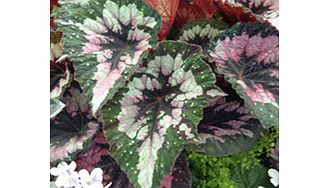 Unbranded Begonia Plant - Merry Christmas