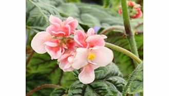 Unbranded Begonia Plant - Metallica