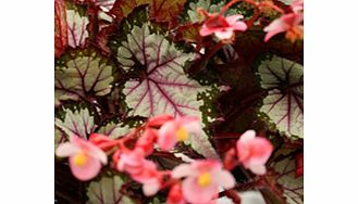 Unbranded Begonia Plant - My Best Friend