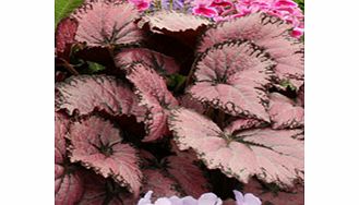 Unbranded Begonia Plant - Pink Champagne