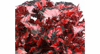Unbranded Begonia Plant - Red Robin