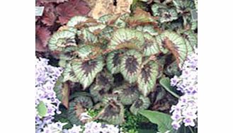 Unbranded Begonia Plant - Rocheart