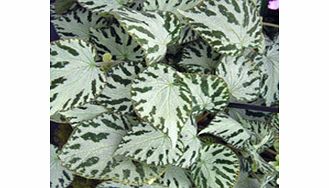 Unbranded Begonia Plant - Silver Jewel