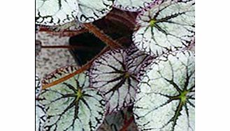 Unbranded Begonia Plant - Silver Lace