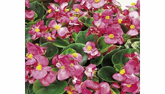 Unbranded Begonia Plants - F1 Ambassador Pink