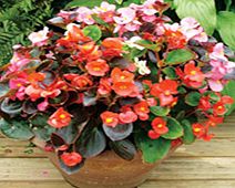 Unbranded Begonia Plants - F1 President