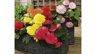 Begonia twin pack contains large plug plants of two different varieties (individually labelled). Pack contains 30 plants (15 of each variety):F1 Nonstop Mix - Spectacular double blooms up to 10cm (4) in diameter are borne in profusion all summer with