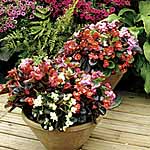 Unbranded Begonia President Mixed F1 Easiplants 454251.htm