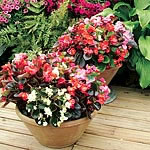 Unbranded Begonia President Mixed F1 Garden Ready Plants