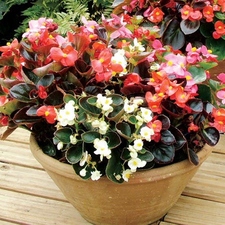 Unbranded Begonia President Mixed F1 Plants Pack of 110  