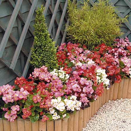 Unbranded Begonia President Mixed F1 Plants Pack of 30