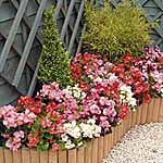 Unbranded Begonia President Mixed F1 Plants