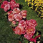 Unbranded Begonia Prima Donna - Harvest Moon
