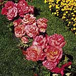 Unbranded Begonia Prima Donna - Harvest Moon