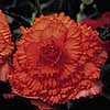 Unbranded Begonia Prima Donna - Orange