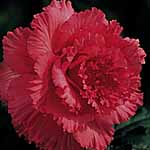 Unbranded Begonia Prima Donna - Pink