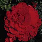 Unbranded Begonia Prima Donna - Red