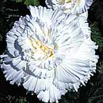 Unbranded Begonia Prima Donna - White