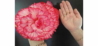 Unbranded Begonia Prima Donna Tubers - Blush