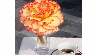 Unbranded Begonia Prima Donna Tubers - Sunburst