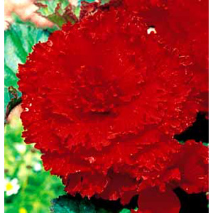 Unbranded Begonia Scarlet Prima Donna Bulbs