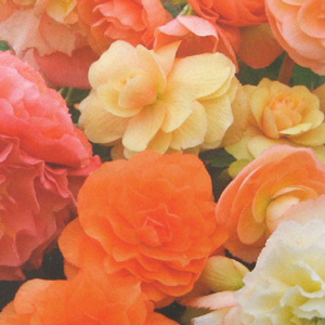 Unbranded Begonia Scentsation Mixed F1 Hybrid Seeds