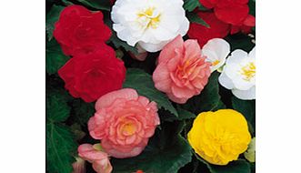 Unbranded Begonia Seeds - Non-Stop Mixed F1
