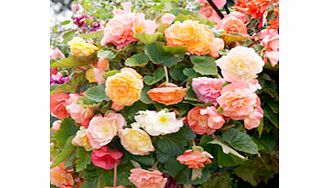 Unbranded Begonia Seeds - Parisienne Trailing Mixed