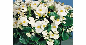 Unbranded Begonia Seeds - Super Olympia White Easicote