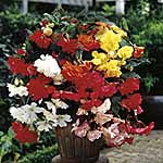Unbranded Begonia Sensation - Yellow 247503.htm