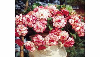 Unbranded Begonia Sensation Picotee - PINK/RED