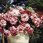 Unbranded Begonia Sensation Picotee Pink-Red