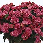 Unbranded Begonia Solenia Plants 402071.htm