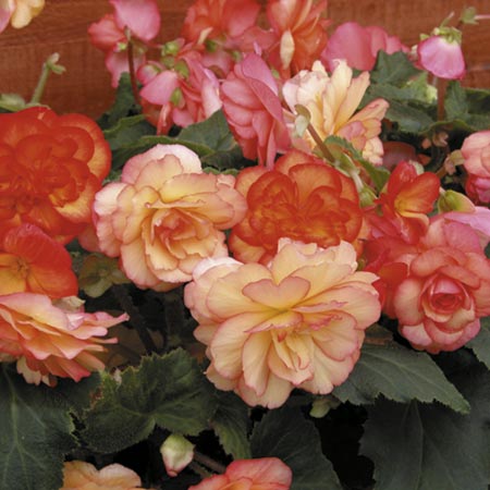 Unbranded Begonia Sunset Shades Plants Pack of 16 Pot