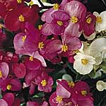 Unbranded Begonia Super Olympia Mixed Seeds 419876.htm